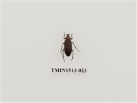 藏品(象鼻蟲科)的圖片